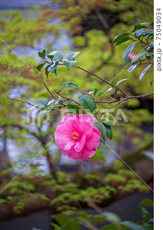 霊鑑寺　椿寺 75049034