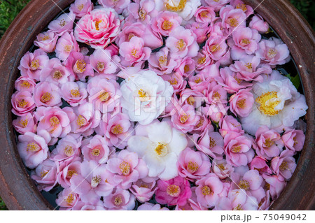 霊鑑寺　椿 75049042