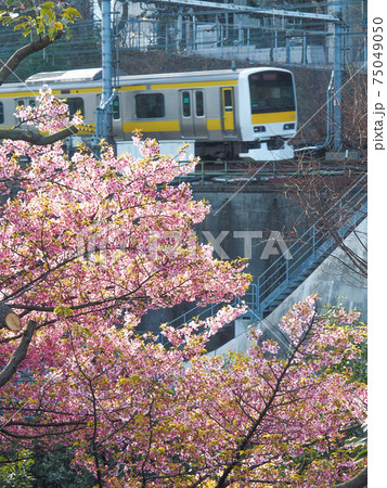 神田川沿いに咲く桜と総武線 75049050
