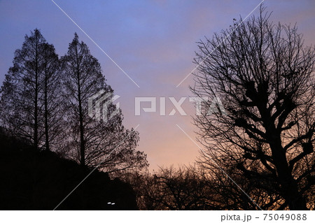 夕景 枯れ木のシルエット1 夕景 枯れ木のシルエット1 75049088