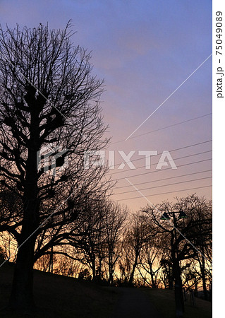 夕景 枯れ木のシルエット2 夕景 枯れ木のシルエット2 75049089