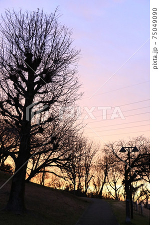 夕景 枯れ木のシルエット3 夕景 枯れ木のシルエット3 75049090