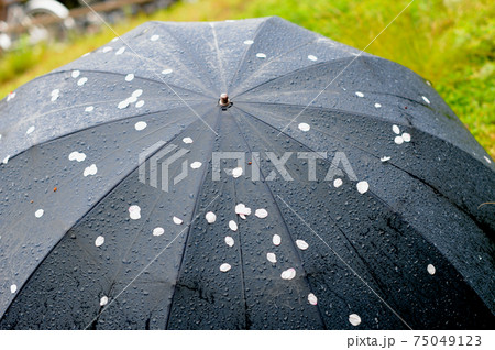 雨傘と桜の花びら　夙川 雨の日の花見 75049123