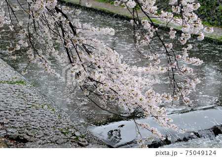 舞い落ちた桜の花びら　夙川 花散らしの雨　 75049124