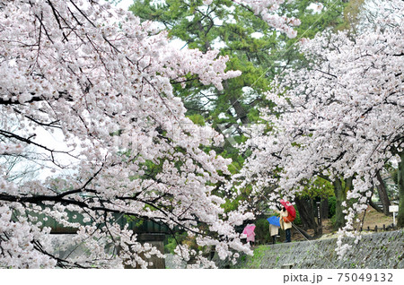 カラフルな傘の親子 雨の日の夙川の花見の写真素材