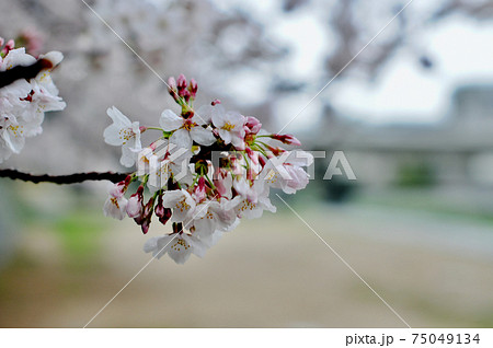 雨風に耐えて頑張る桜 夙川の花散らしの雨 の写真素材