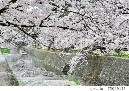 舞い落ちて川を流れる桜の花びら 夙川の花散らしの雨の写真素材