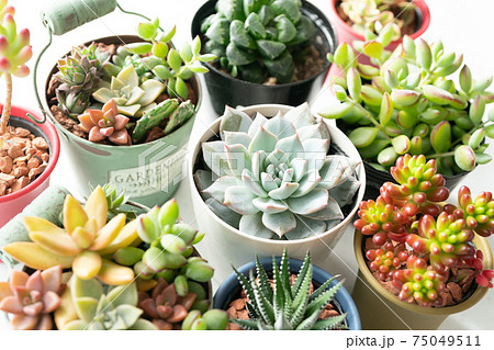 色々な種類の多肉植物 75049511