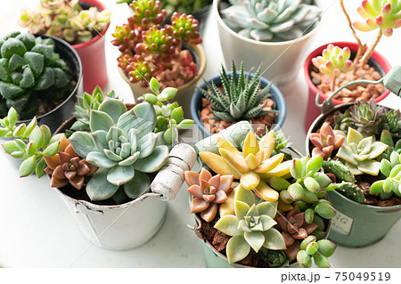 色々な種類の多肉植物 75049519