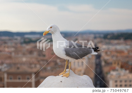 Mediterranean gull seating on roof of Vittoriano in Rome, Italy Mediterranean gull seating on roof of Vittoriano in Rome, Italy 75049767