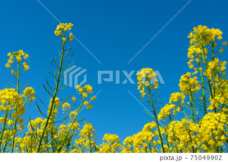 青空と菜の花畑 75049902