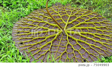 オニバスの葉の裏 75049903