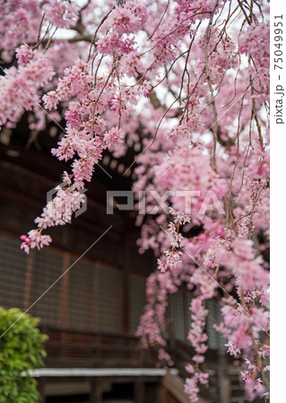 妙満寺 春 妙満寺 春 75049951