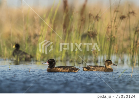 Black headed Duck, Patagonia, Argentina Black headed Duck, Patagonia, Argentina 75050124