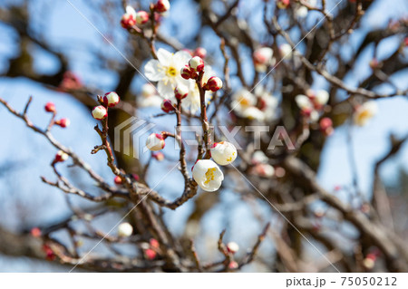 青空にたくさんの花とつぼみがついた白梅の木 青空にたくさんの花とつぼみがついた白梅の木 75050212