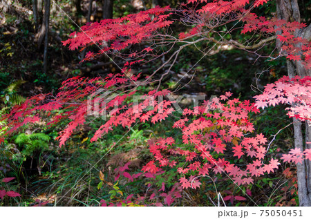 三倉岳紅葉 三倉岳紅葉 75050451