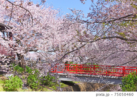 桜 桜 75050460