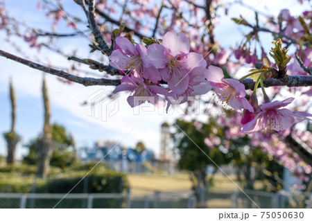 蓮沼海浜公園 早咲きの桜の花 蓮沼海浜公園 早咲きの桜の花 75050630