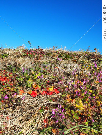早春の野原に咲く仏の座と若草 早春の野原に咲く仏の座と若草 75050687