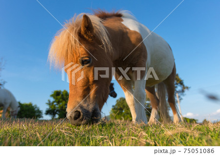 Lovely dwarf horse. Lovely dwarf horse. 75051086