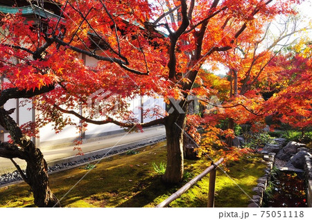 鎌倉市 鶴岡八幡宮境内齋館の紅葉の写真素材