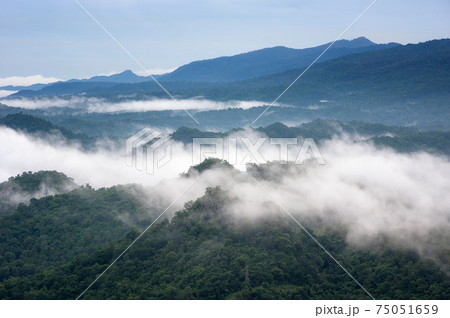 Beautiful mist over green forest on mountain. Beautiful mist over green forest on mountain. 75051659