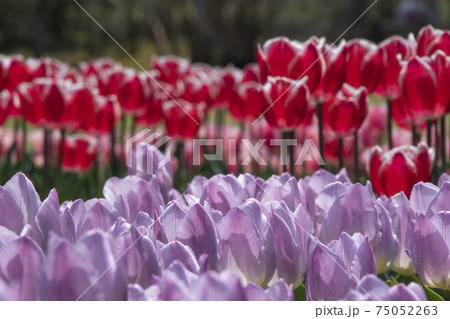 春の花、チューリップ畑の風景 75052263