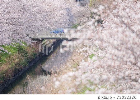 【名古屋・黒川】城見通の桜並木 75052326