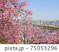 満開の河津桜とドクタイエロー 75053296