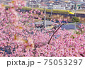 満開の河津桜とドクタイエロー 75053297