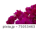Bougainvilleas isolated on white background. Save with clipping path. 75053463