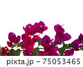 Bougainvilleas isolated on white background. Save with clipping path. 75053465