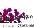 Bougainvilleas isolated on white background. Save with clipping path. 75053466