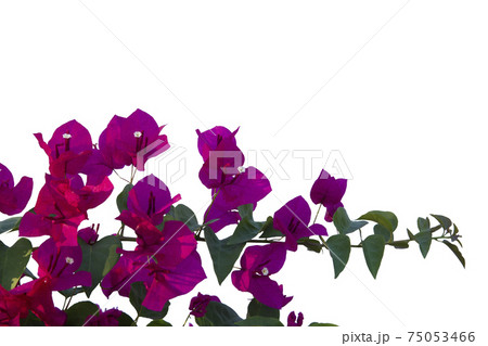 Bougainvilleas isolated on white background. Save with clipping path. 75053466