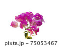 Bougainvilleas isolated on white background. Save with clipping path. 75053467