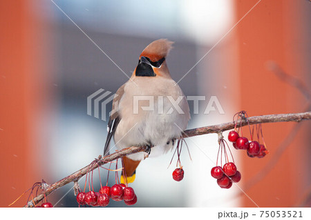 Bohemian waxwing winter passerine bird feeding on berries 75053521