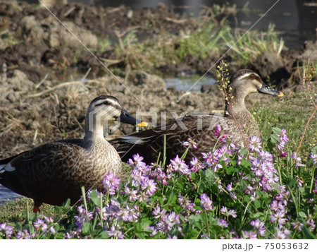 田園のカルガモとレンゲソウ 田園のカルガモとレンゲソウ 75053632