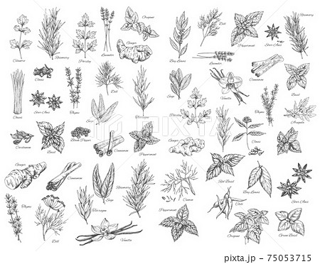 Spices, cooking herbs and seasonings sketch vector 75053715