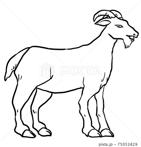 All sizes | Line drawing of a goat | Flickr - Photo Sharing!