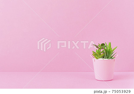 多肉植物とピンク背景 75053929