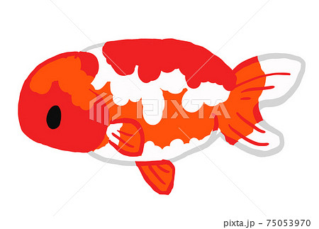 らんちゅうの金魚のイラスト 75053970