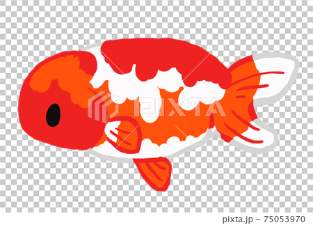 らんちゅうの金魚のイラスト 75053970