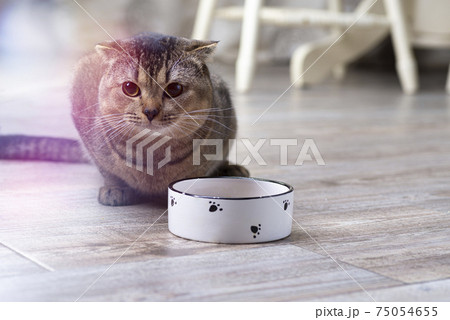 Cute cat eats food at home. Scottish Fold cat eating from a bowl 75054655