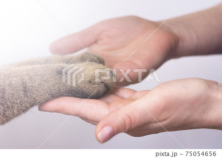 hands and paws of a cat on a white background friendship concept. Pets are human friends 75054656