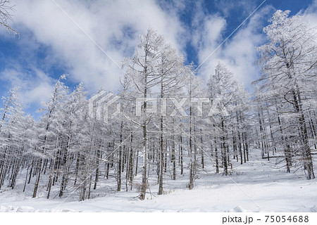 高原の雪景色 75054688