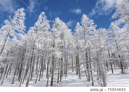 高原の雪景色 高原の雪景色 75054693