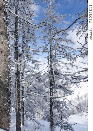 高原の雪景色 高原の雪景色 75054811