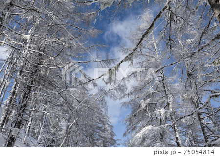 高原の雪景色 高原の雪景色 75054814