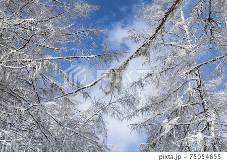 高原の雪景色 高原の雪景色 75054855