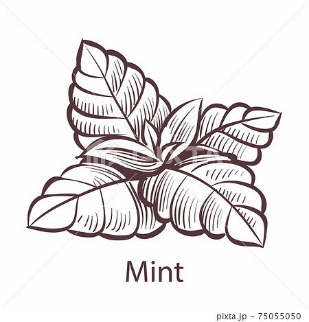 Mint icon. Hand drawn detailed organic product sketch style illustration, fresh organic leaves engraving drawing, tea toothpaste or gum label, cooking symbol vector single isolated object Mint icon. Hand drawn detailed organic product sketch style illustration, fresh organic leaves engraving drawing, tea toothpaste or gum label, cooking symbol vector single isolated object 75055050